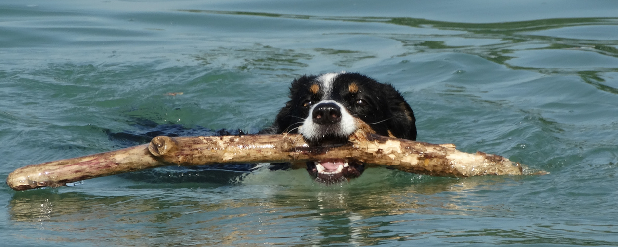 Schon wieder der Seehund