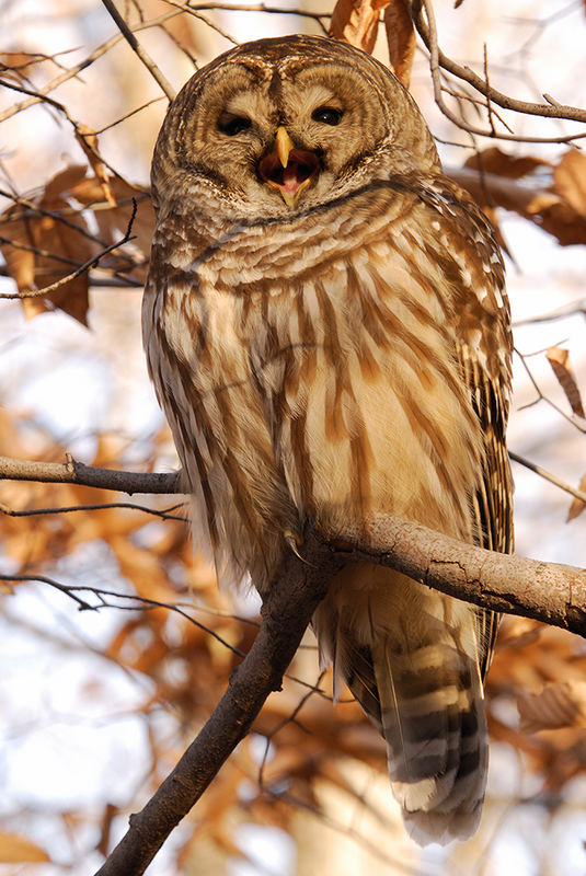 Schon wieder die Barred Owl