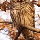 Schon wieder die Barred Owl