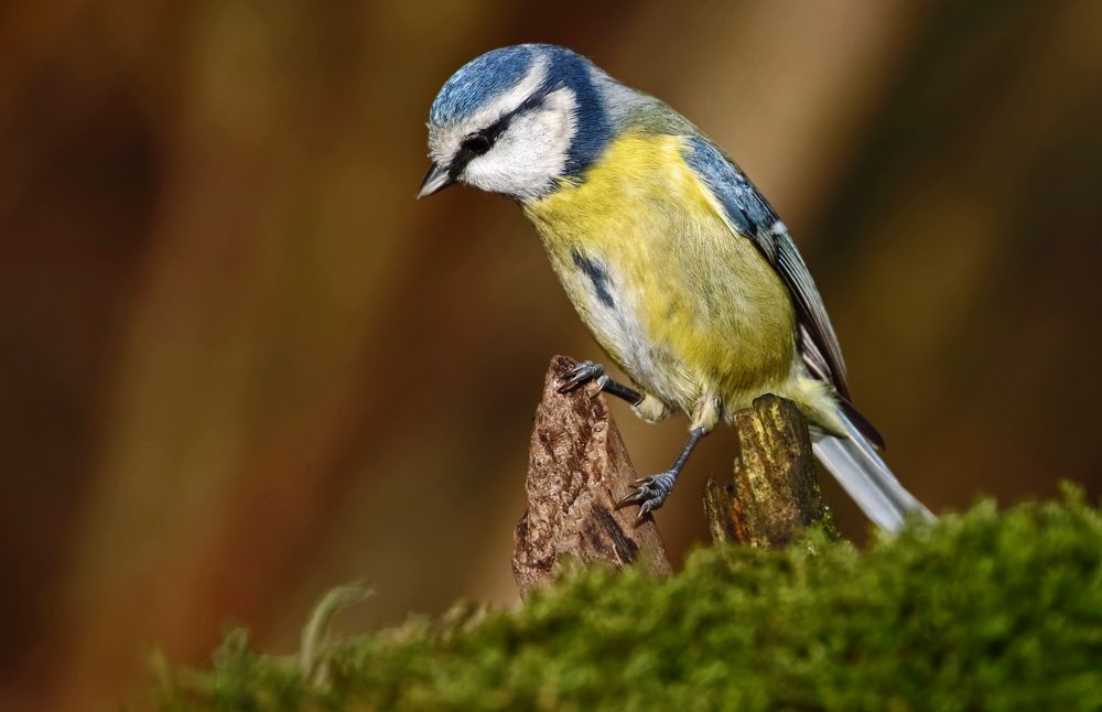 "Schon wieder die BLAUE"