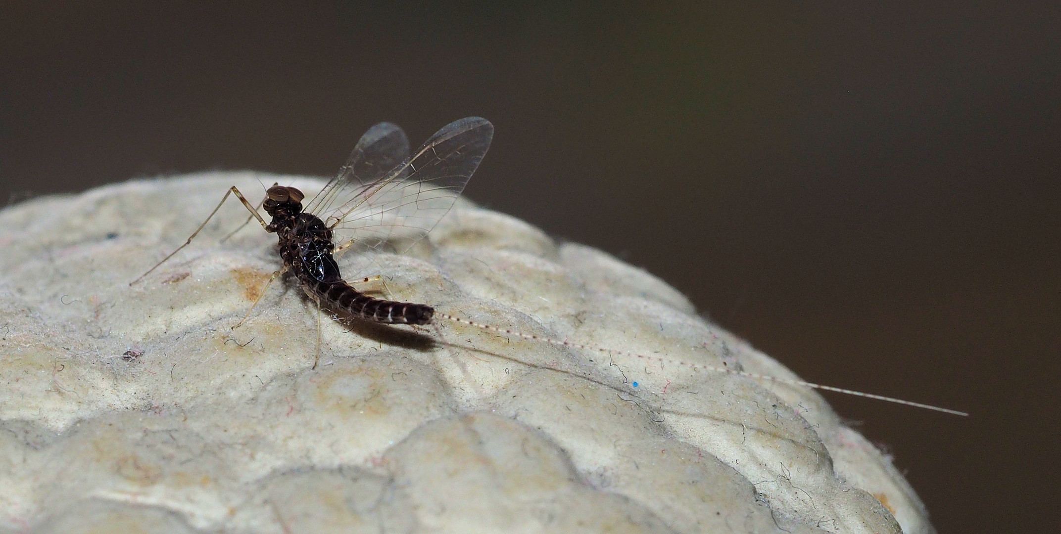 Schon wieder diese Minni Eintagsfliegen...