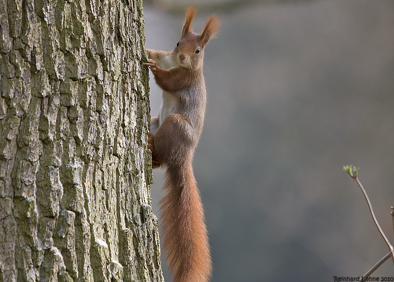 Schon wieder diese Paparazzi.