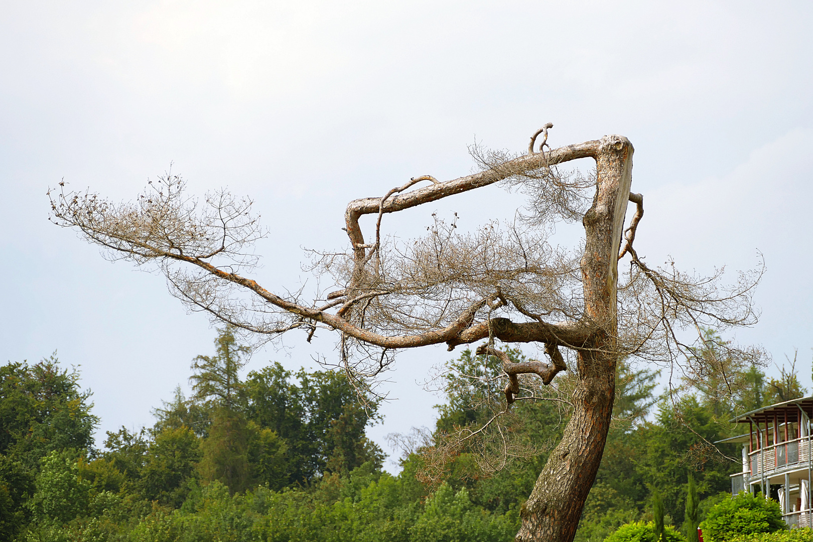 schon wieder ein Baum gestorben