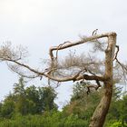 schon wieder ein Baum gestorben