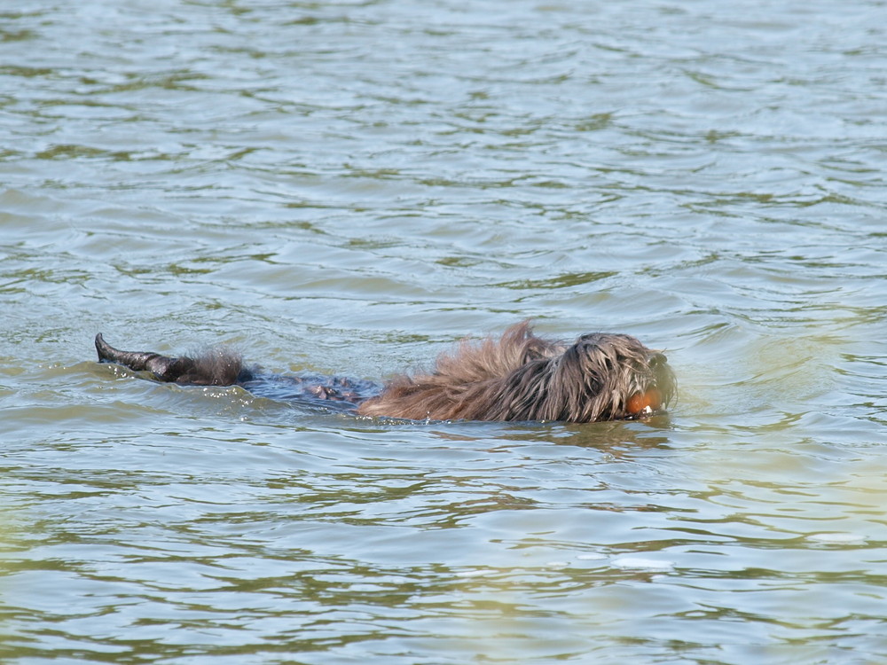 Schon wieder ein Biber auf dem Nord-Ostsee-Kanal??