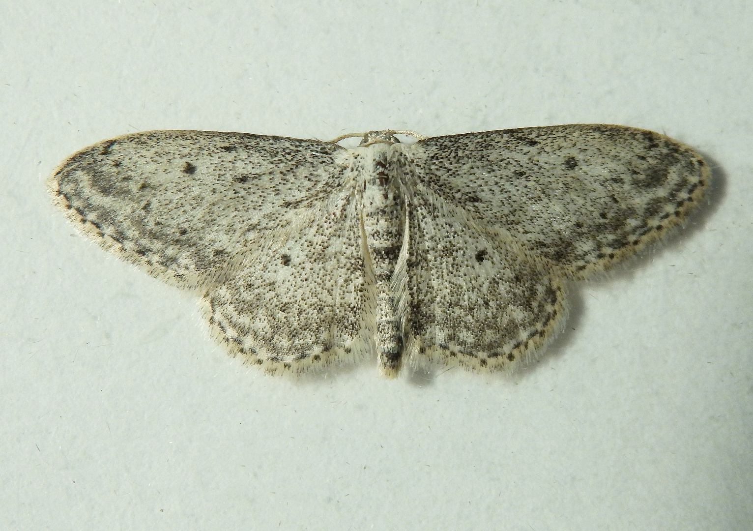 Schon wieder ein Grauer Zwergspanner (Idaea seriata) ...