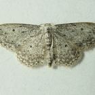 Schon wieder ein Grauer Zwergspanner (Idaea seriata) ...