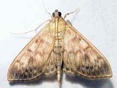 Schon wieder ein Nesselzünsler (Patania ruralis) im Haus