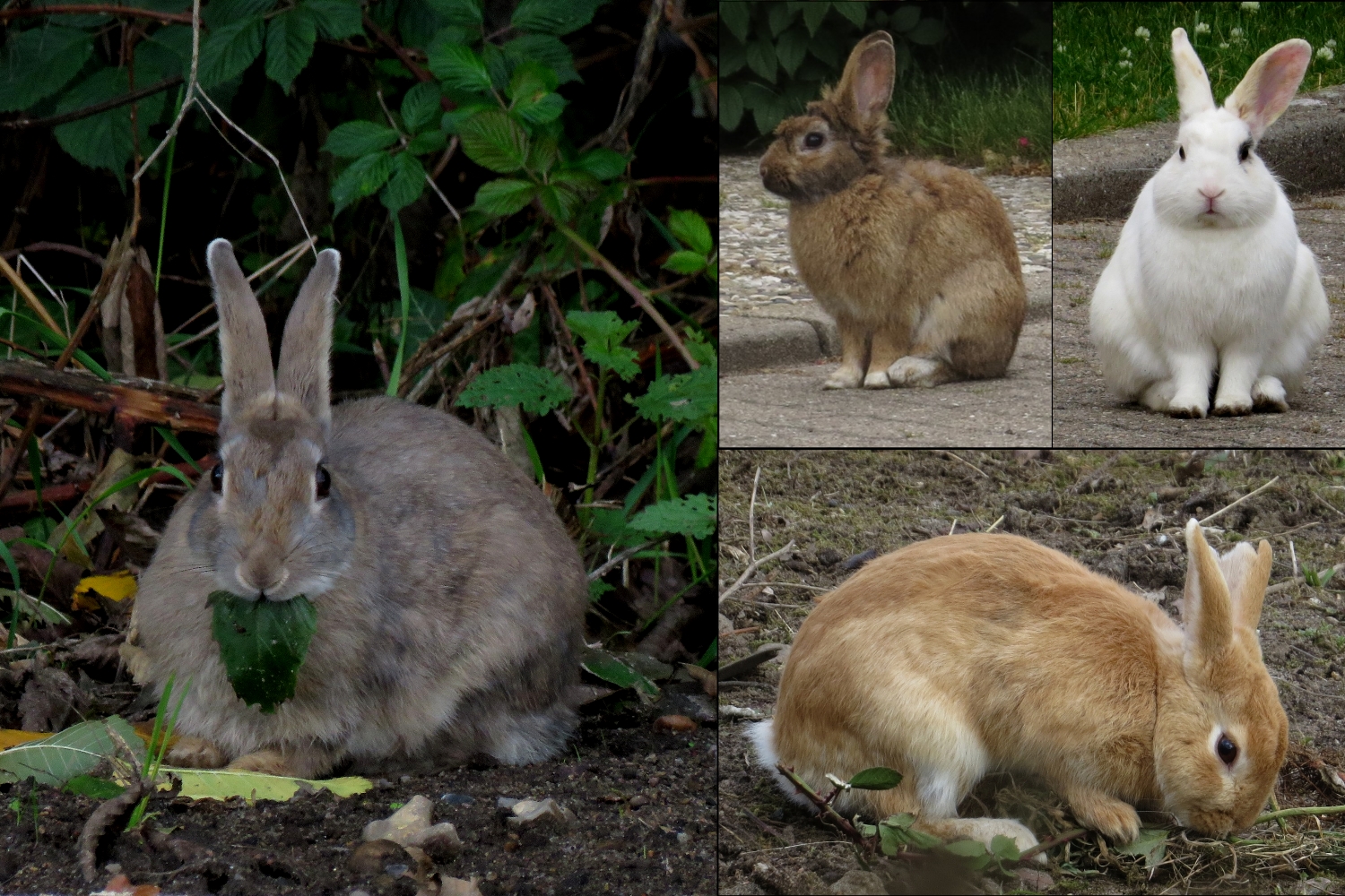 Schon wieder ein neues Kaninchen