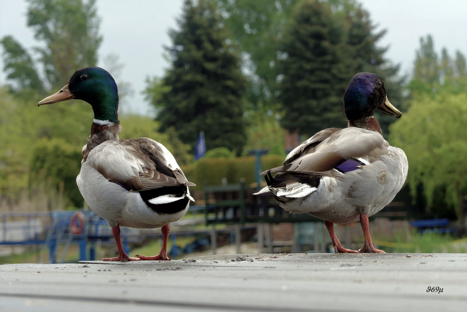 Schon wieder ein Paparazzi