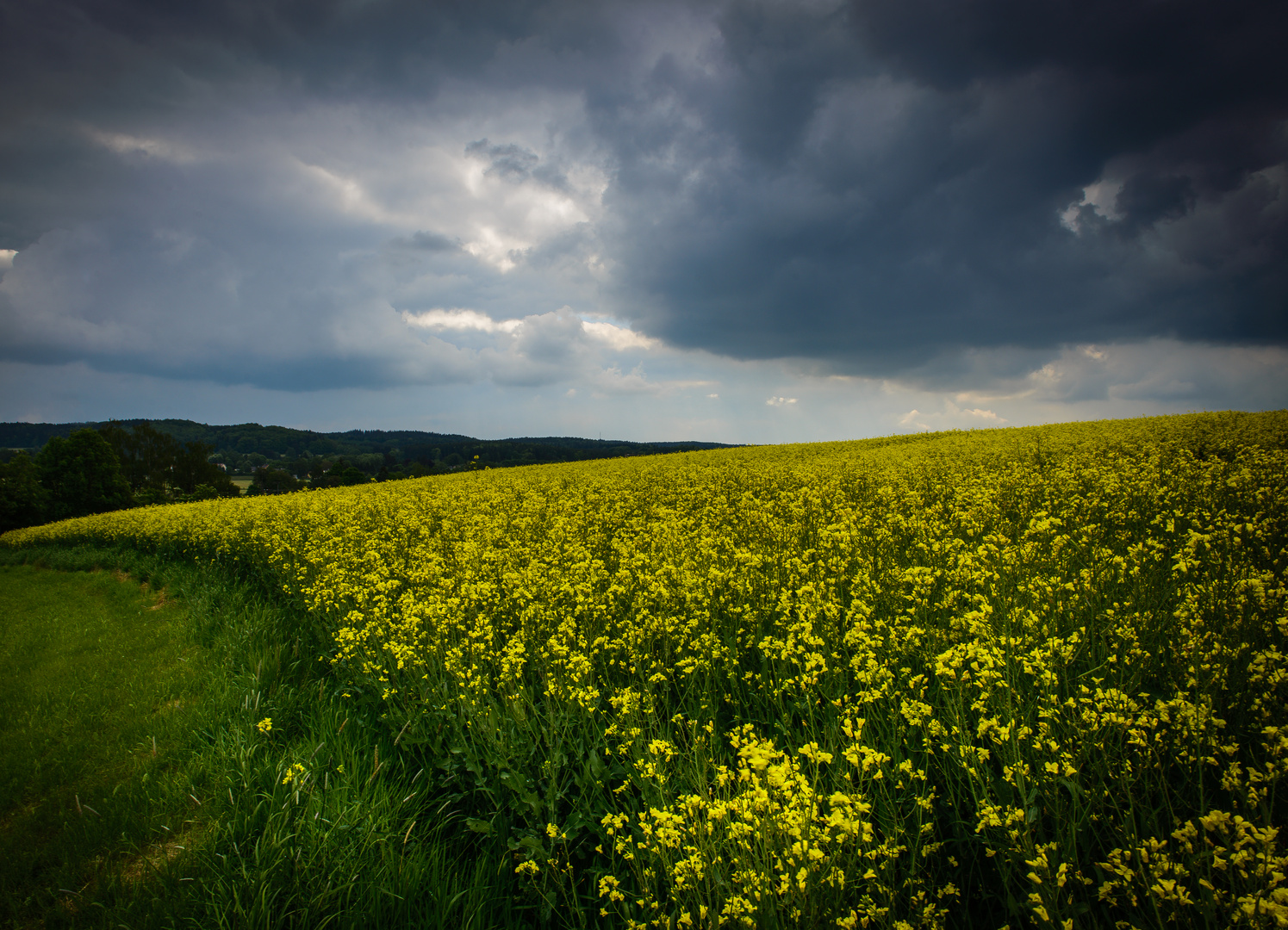 schon wieder ein Rapsfeld - Foto