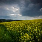 schon wieder ein Rapsfeld - Foto