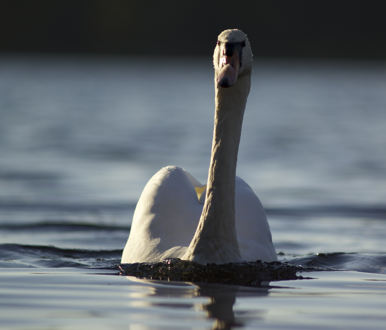 Schon wieder ein Schwan................