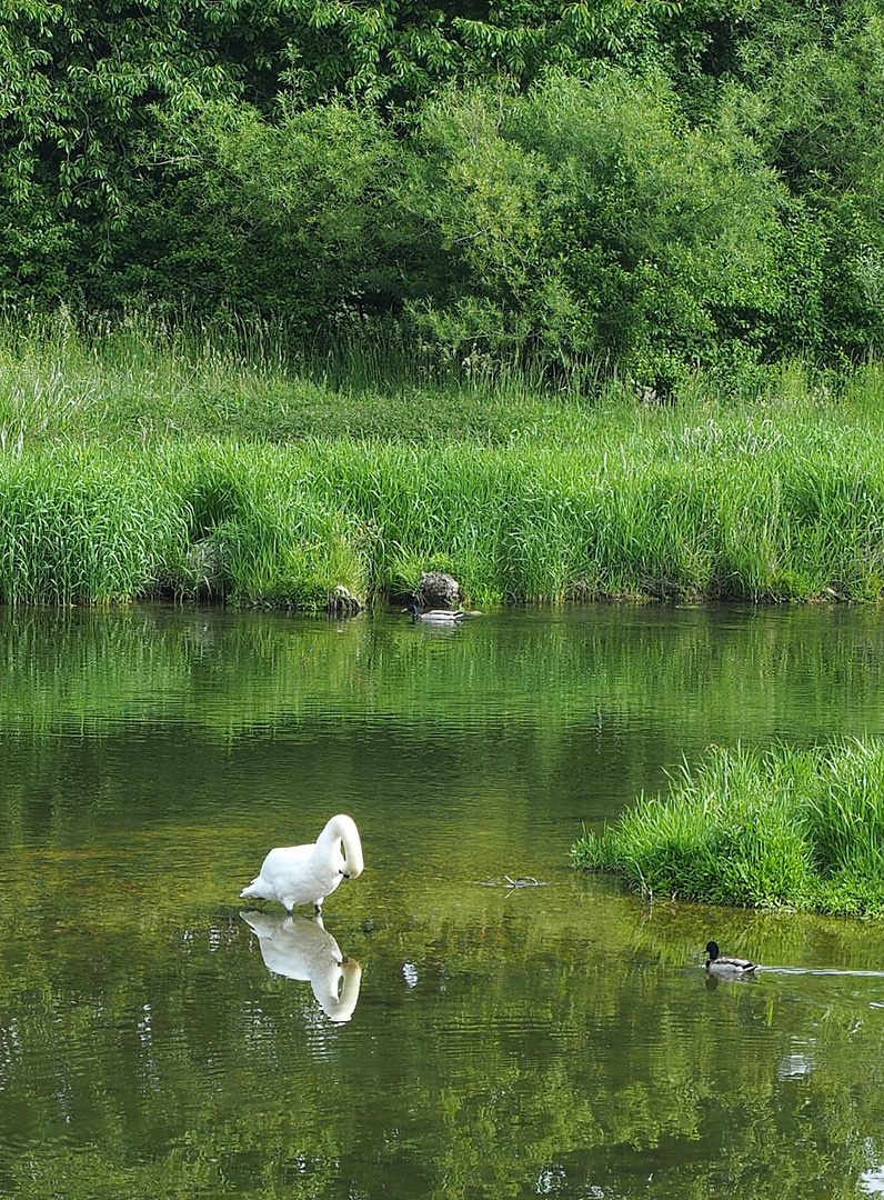 Schon wieder ein Schwan...