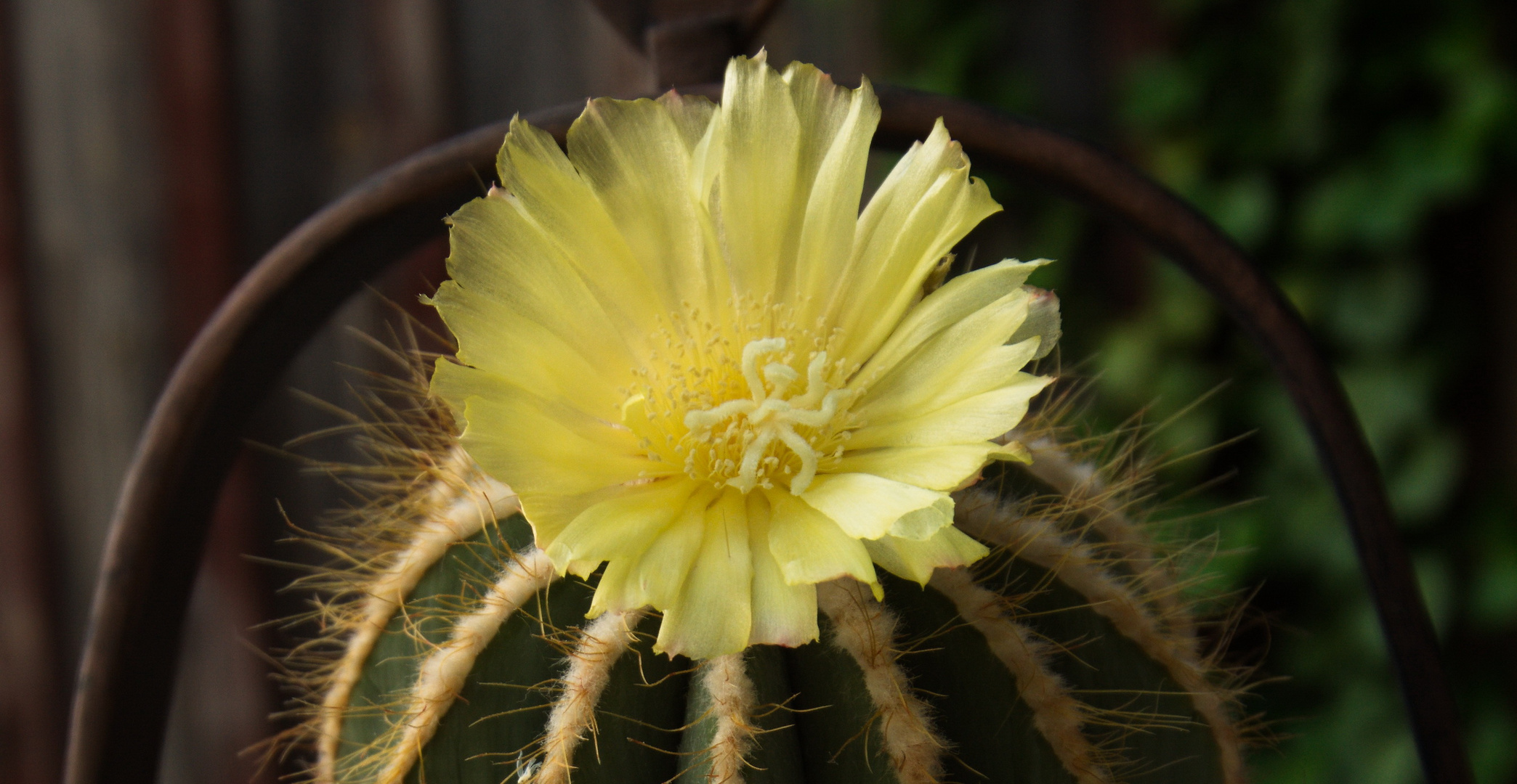 Schon wieder eine Blüte