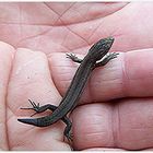 Schon wieder; Eine Eid - Echse/ again: a tiny lizard