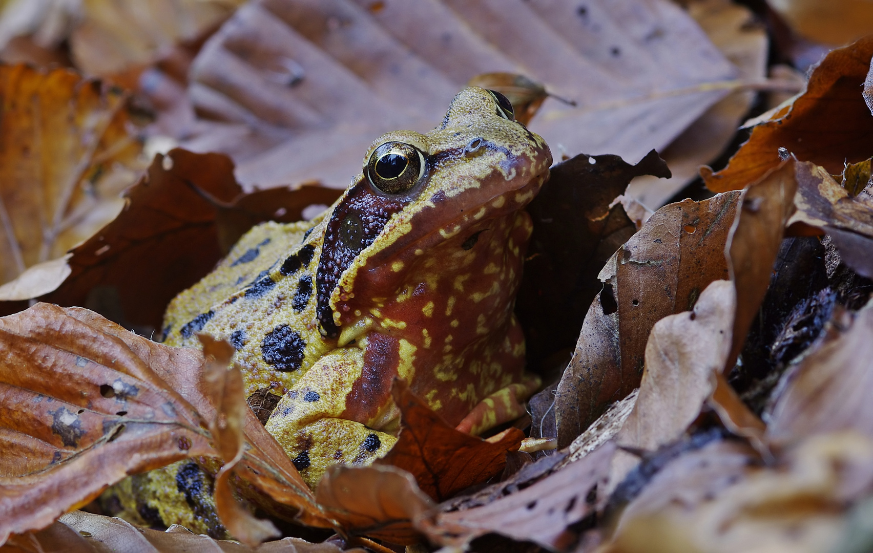 Schon wieder einer - Grasfrosch