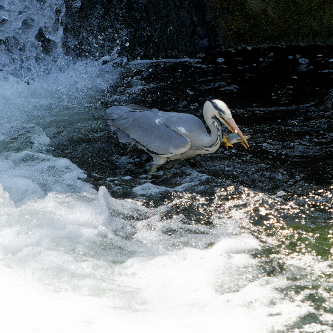 schon wieder Forelle