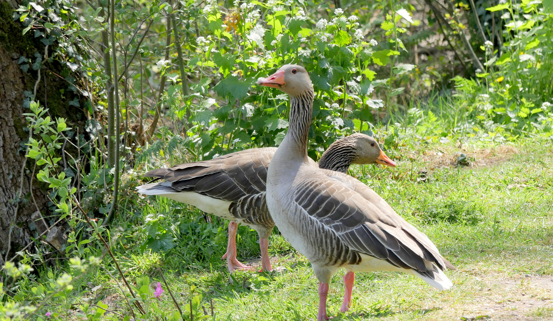 Schon wieder Graugänse....