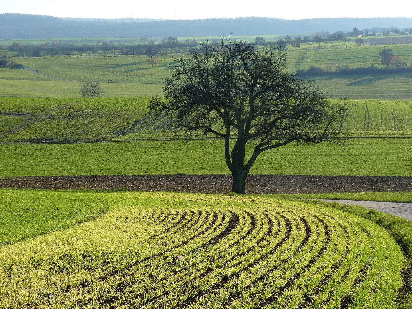 schon wieder grün