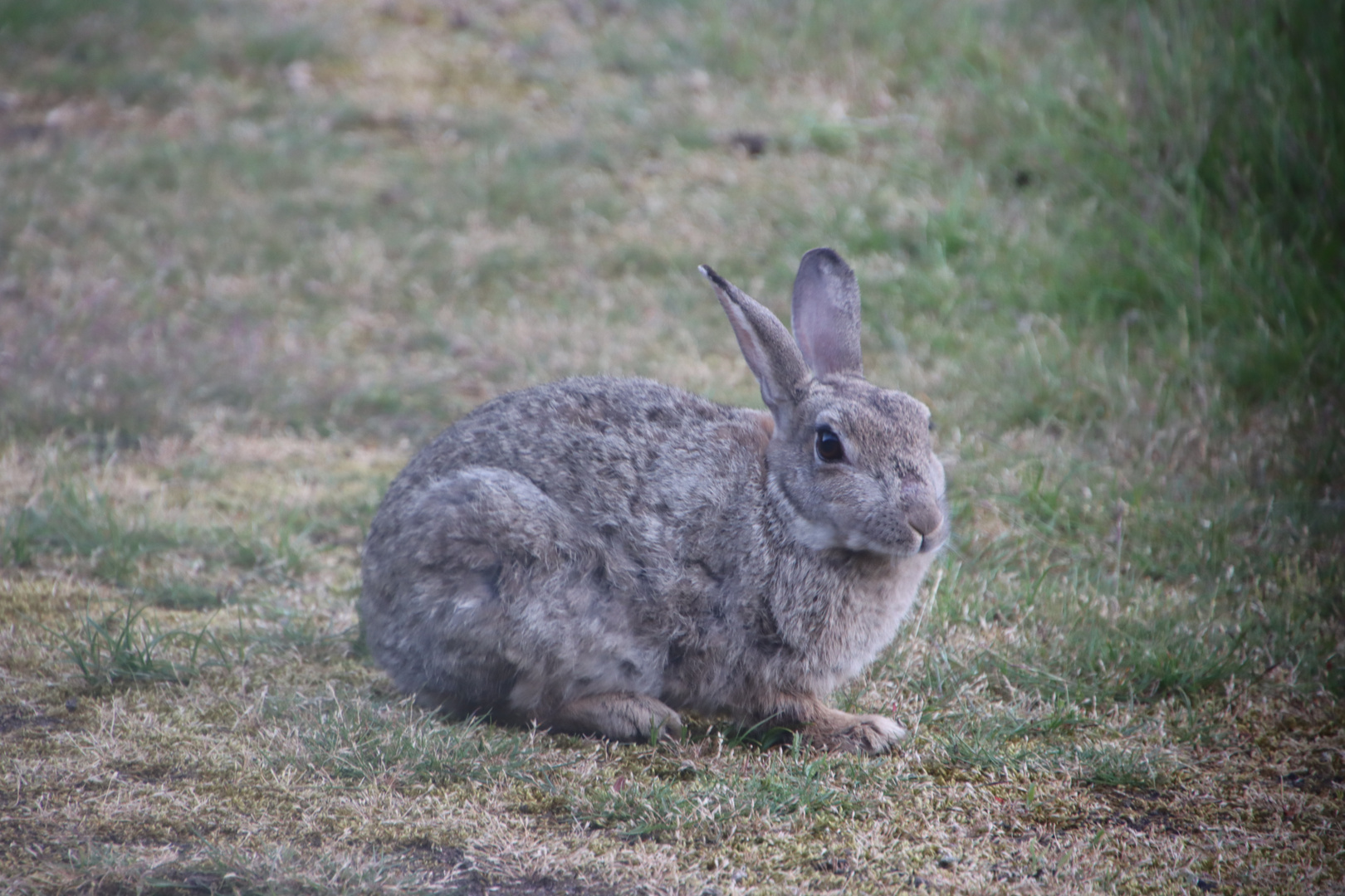 Schon wieder Hase