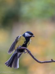 Schon wieder Hochbetrieb ...