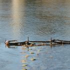 schon wieder Hochwasser