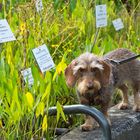 Schon wieder in den Botanischen Garten ! :-(