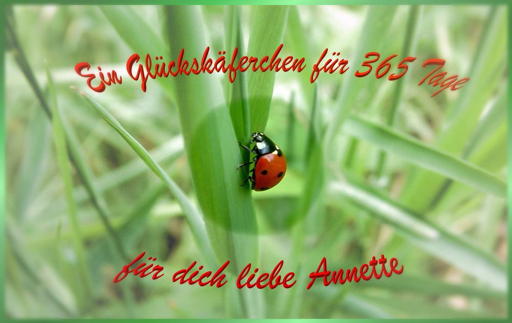 Schon wieder ist ein Jahr vergangen Foto & Bild spezial, geburtstag