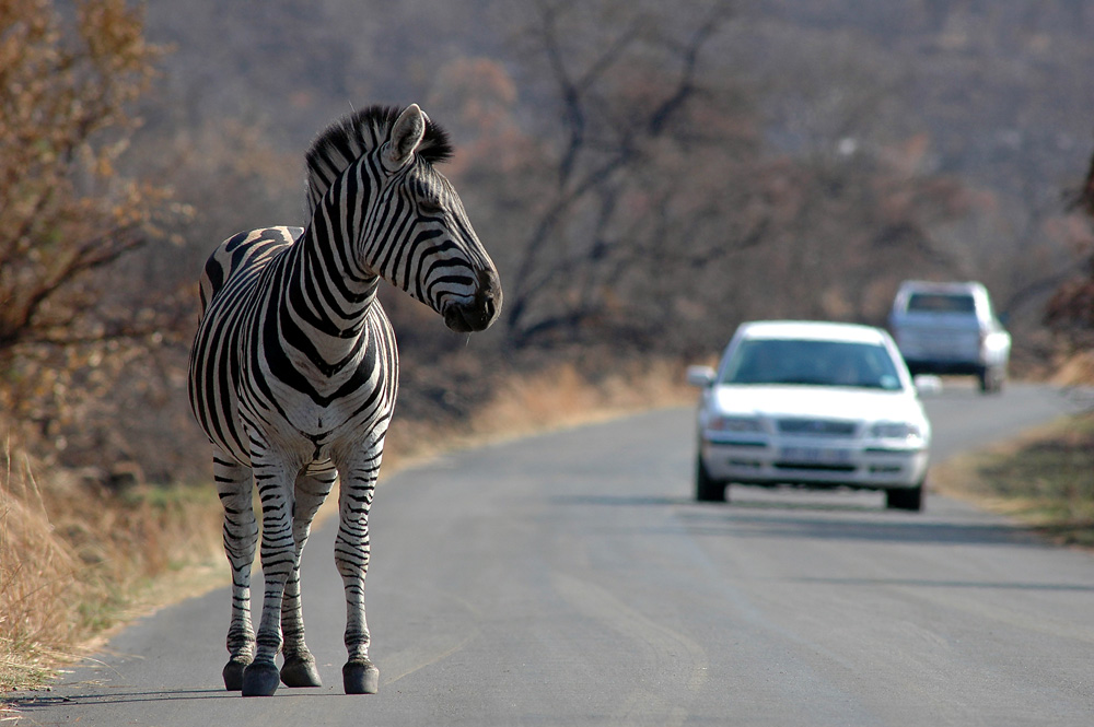 Schon wieder kein Zebrastreifen...