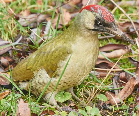 schon wieder mein Grünspecht...
