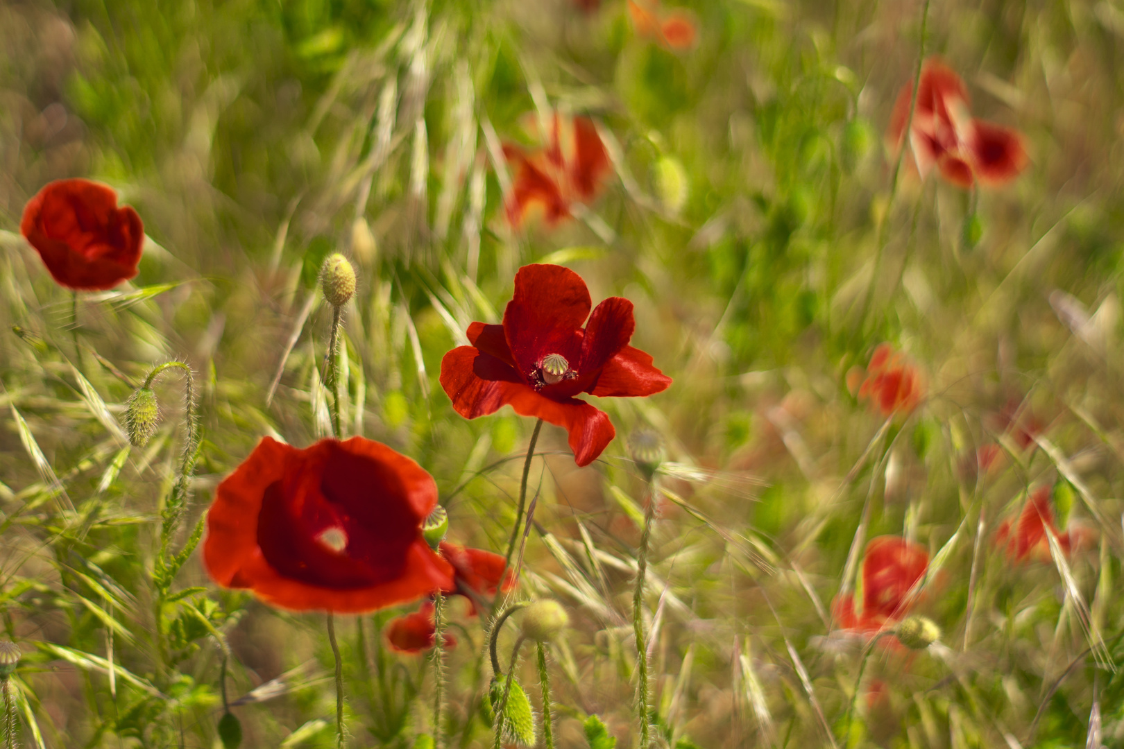 schon wieder Mohn