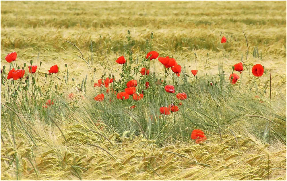 Schon wieder Mohn 3