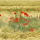 Schon wieder Mohn 3