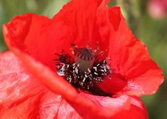 Schon wieder Mohn .....