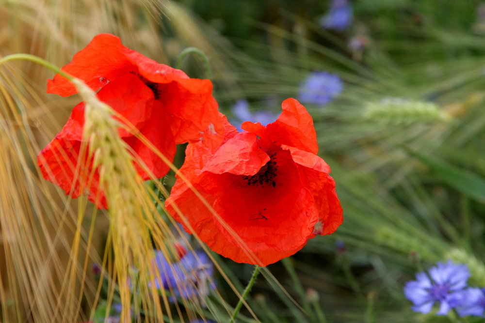 schon wieder Mohn