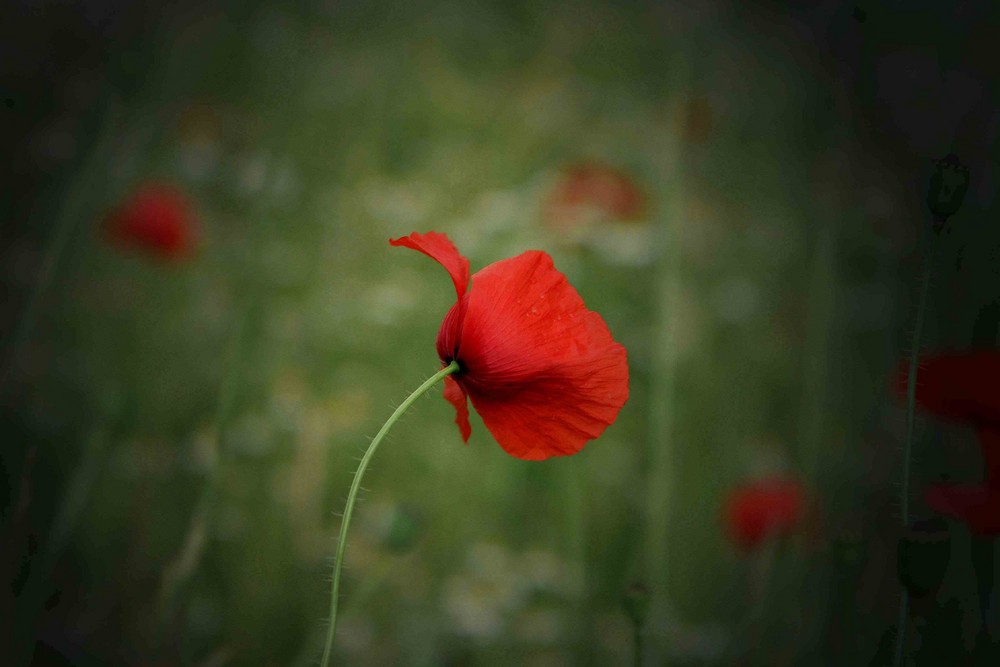 schon wieder Mohn