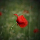 schon wieder Mohn