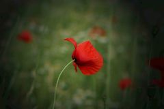 schon wieder Mohn