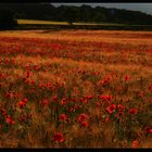 Schon wieder Mohn