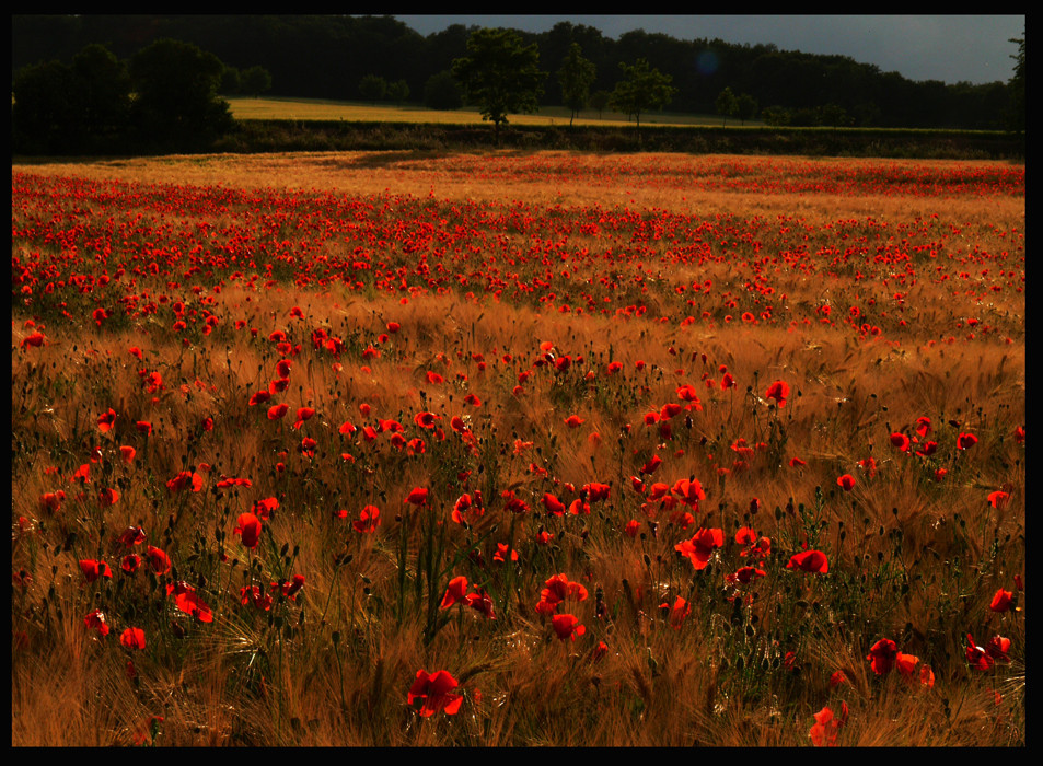 Schon wieder Mohn