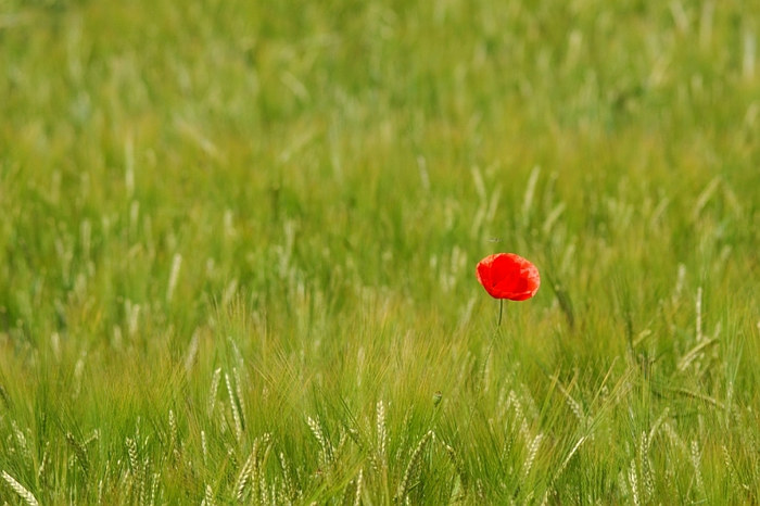 schon wieder Mohn ...