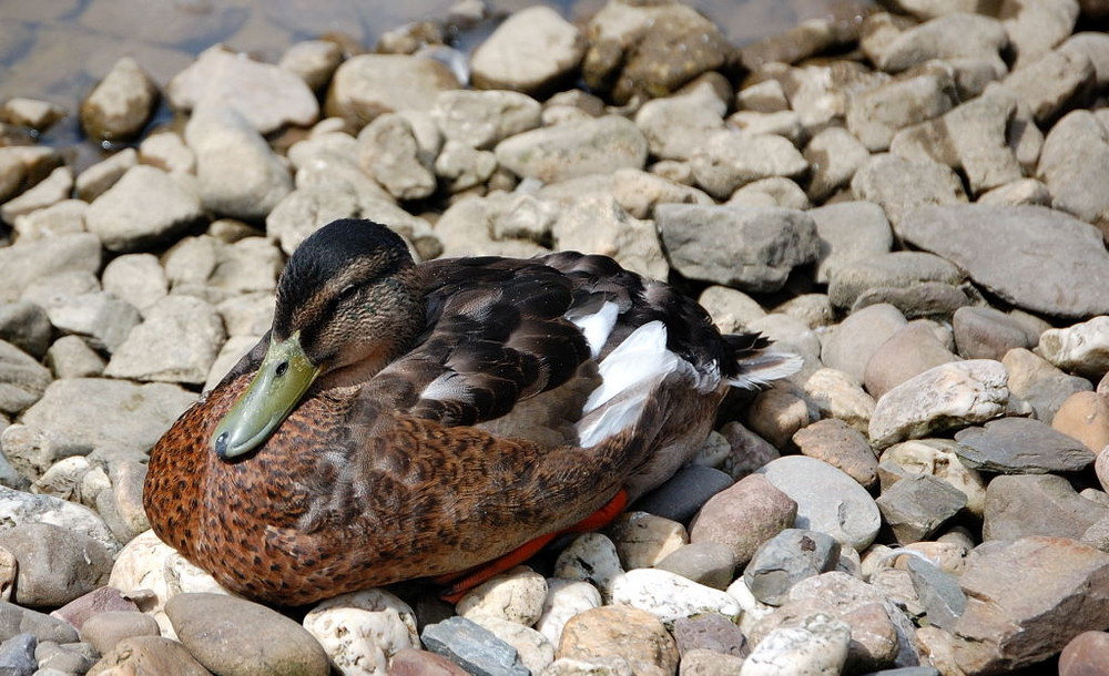 Schon wieder ne Ente