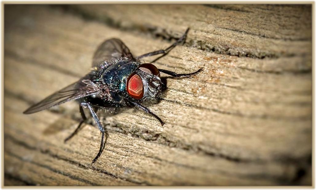 "Schon wieder ne lästige Fliege" (ein Pseudo - HDR)