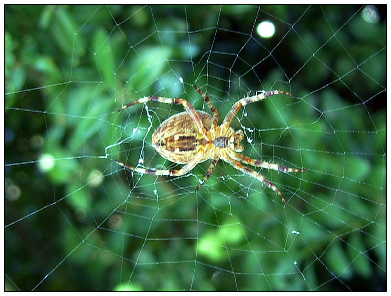 Schon wieder ne Spinne...