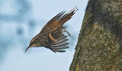 "Schon wieder nix Geworden" - der Gartenbaumläufer im Flug