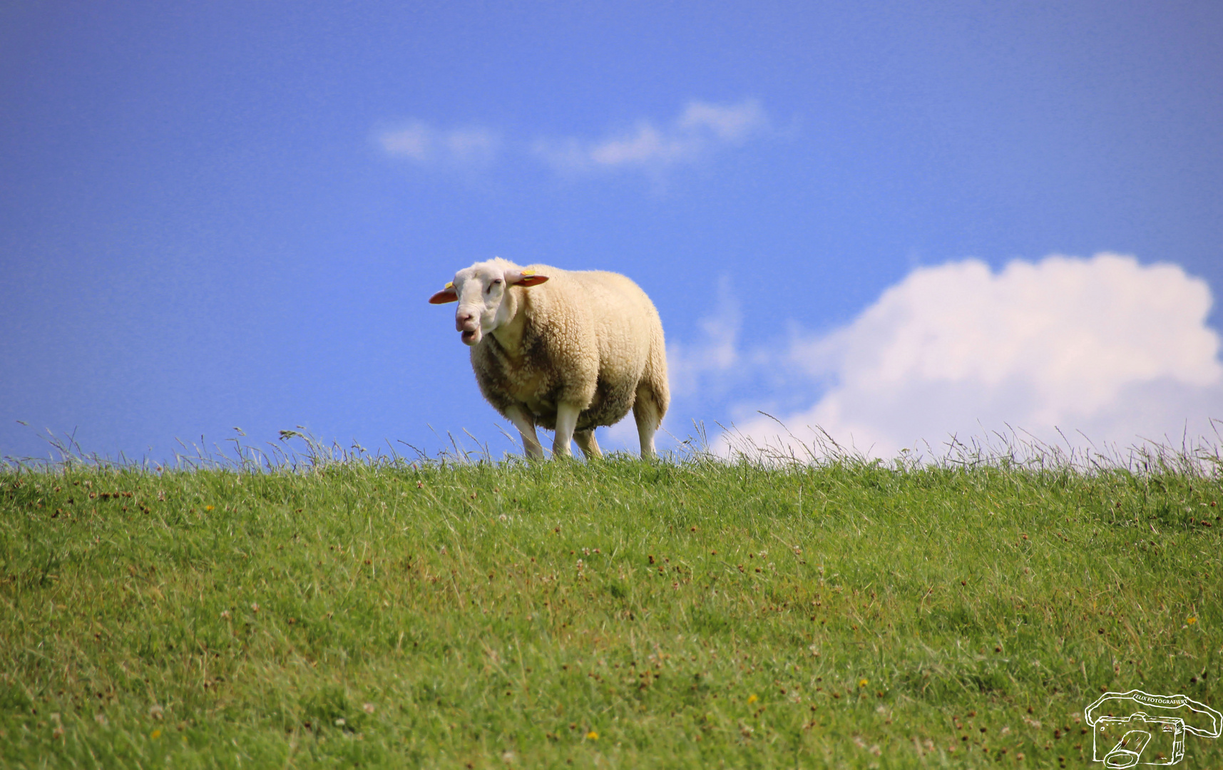 Schon wieder nur Gras