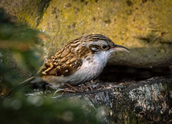 "Schon wieder ohne Ton und Gesang"