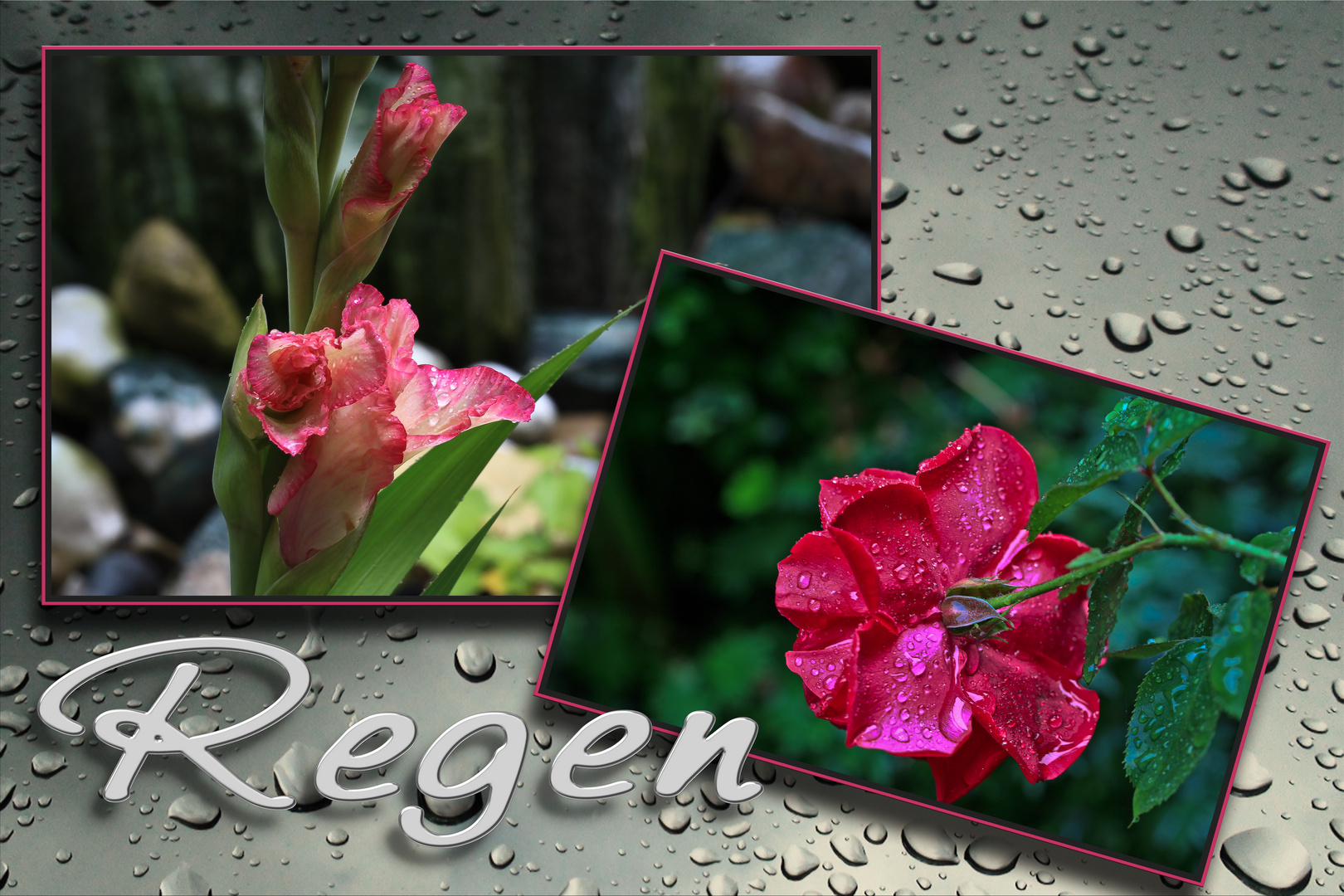 Schon wieder Regen ( Foto & Bild regenfotos, wetter, blumen