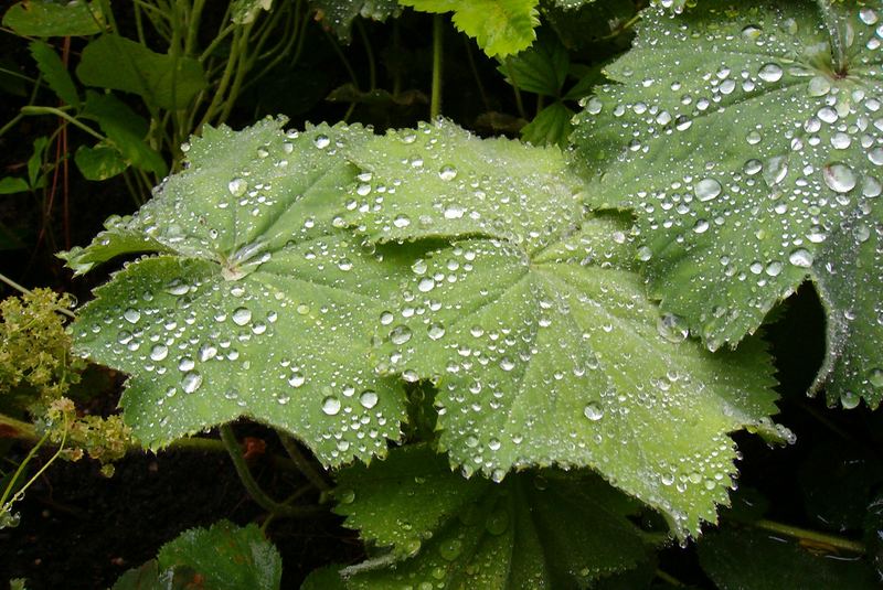 Schon wieder Regen !